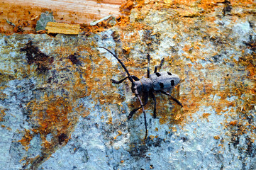 Long-horned beetle (Morinus funereus asper) shoot on a beech trunk. 
