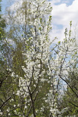 Vernal plum tree. Spring flowering of a plum tree in the garden.