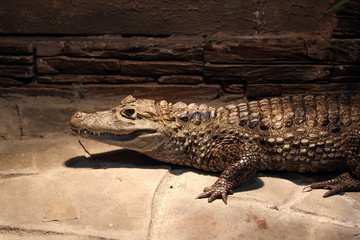 Crocodile