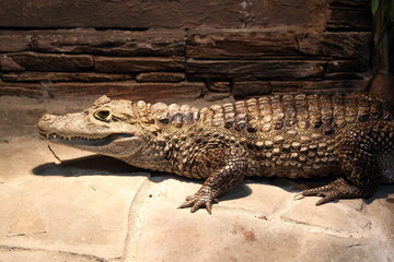 Crocodile