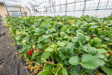 Rows of strawberry plants growing undercover