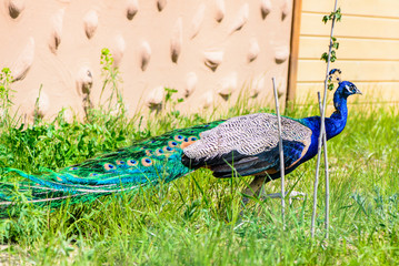 Naklejka premium bird peacock male