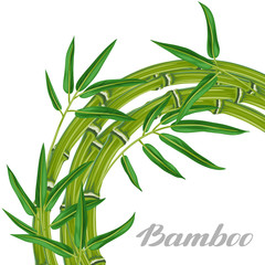 Background with bamboo plants and leaves. Image for holiday invitations, greeting cards, posters, advertising booklets, banners, flayers