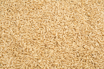 natural oat grains background, close up