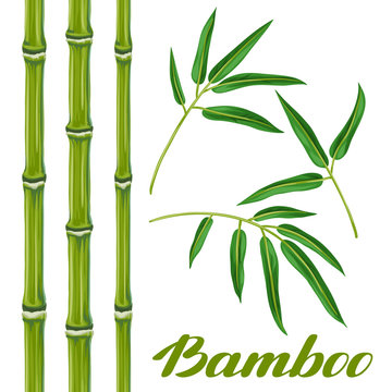 Set of bamboo plants and leaves. Objects for decoration, design on advertising booklets, banners, flayers