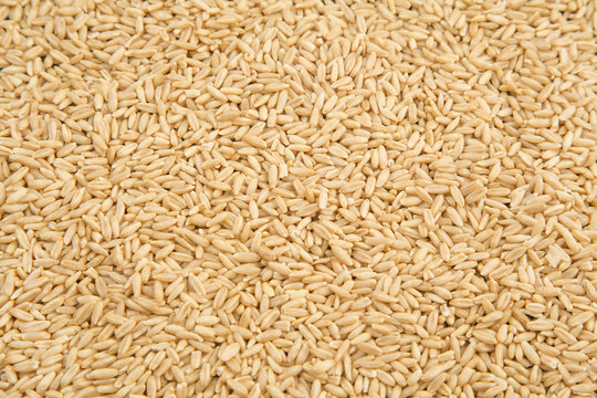 natural oat grains background, close up
