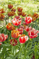 A flower bed with pink and red tulips