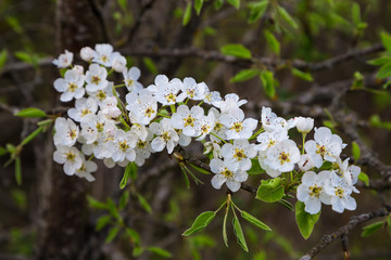 цветущая ветка яблони