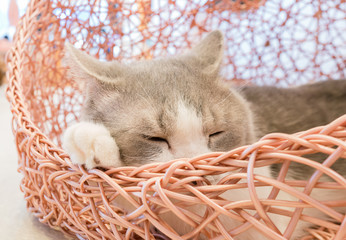 Fototapeta na wymiar sleeping cat in the wood nest 