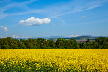 Obraz premium Yellow field rapeseed