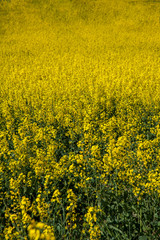 Yellow field rapeseed