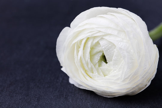 Fototapeta White floating flowers. Black slate background