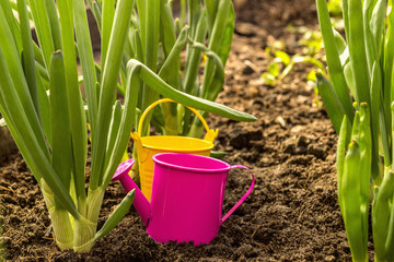 Spring onions and pail with sprinkling can