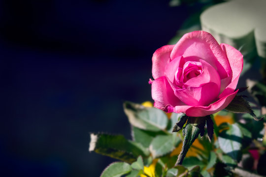 closeup of a little pink rose growing in a garden