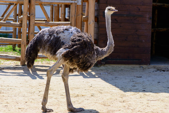 bird ostrich exotic