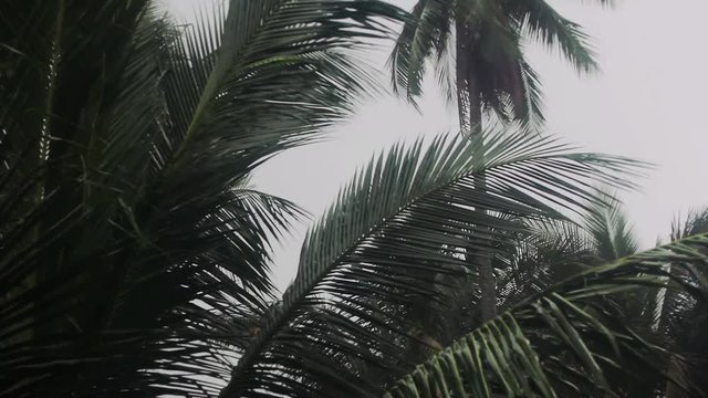 palm leaves blowing by the wind. Tropical rain