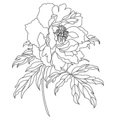 Vector monochrome peony flower isolated on white background. Element for design. Vector.