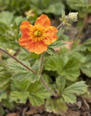 Orange avens (Geum Coccineum 'Cooky', rose family) flower photo
