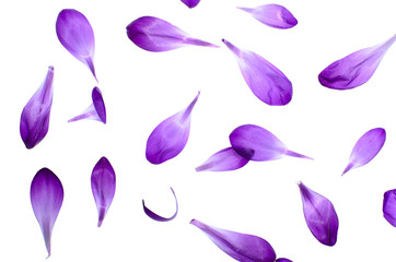 Purple Petals Isolated on White Background - obrazy, fototapety, plakaty