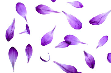 Purple Petals Isolated on White Background