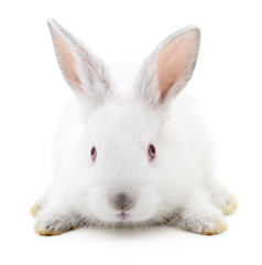 Fototapeta na wymiar White bunny rabbit.