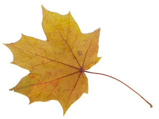 Autumn maple leaf isolated on white background
