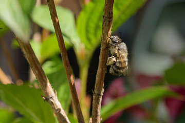 Bee standing on a plant in garden macro photography 