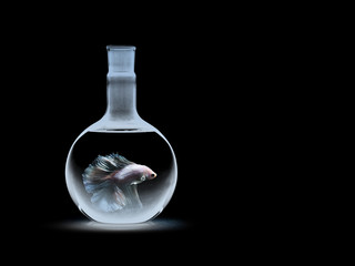 siam fighting fish on black, betta fish