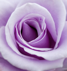Naklejka premium Purple Rose
