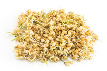 Sprouted wheat on a white background