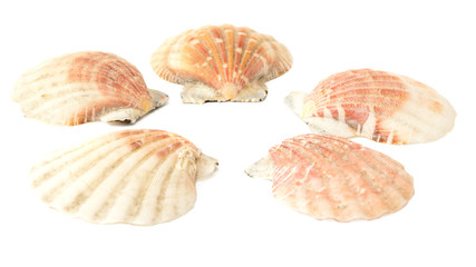 set of seashells