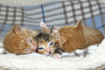 One female tortie torbie tabby kitten between two male orange st