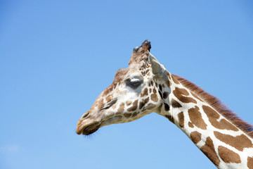 portrait of a giraffe with clear blue sky background