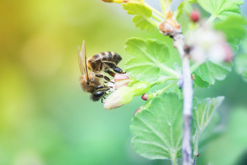 little bees flying over flowering branches in spring orchard
