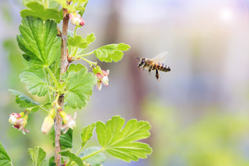 little bee flies up to the cherry blossoms for nectar