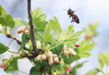 little bee flies up to the cherry blossoms for nectar