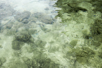 Transparent seabed with small fish background 
