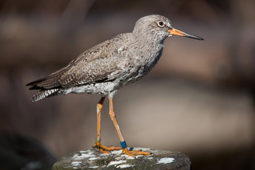 Common redshank (Tringa totanus).