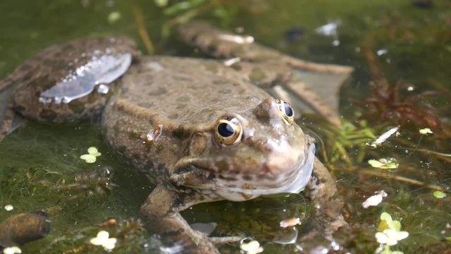 Marsh frog ( Pelophylax ridibundus ) sitting in pond surrounded by duckweed. 