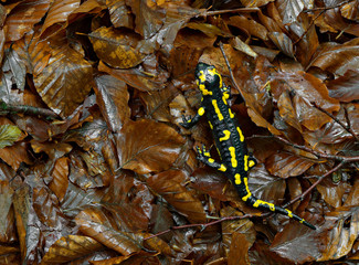 salamander terrestris in their environment