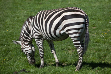 Grant's zebra (Equus quagga boehmi).