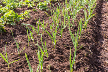 garlic in the garden