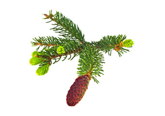 Fir tree branch with red cones isolated on white background