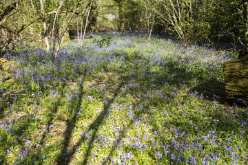 A Bluebell Glade. The shadow of a tree falls across a glade of bluebells that are carpeting the undergrowth a beautiful blue.