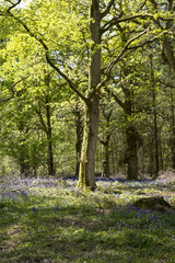 Wild Bluebells. A wild forest has a carpet of bluebells running through it. Spring sunshine is hitting the tops of the trees and dappled light is coming through to the flowers.