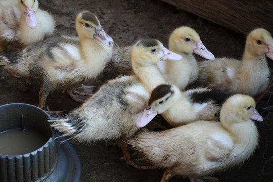Duck in farm