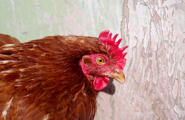 Chicken on a wooden board