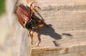 Cockchafer in garden