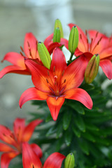 Obraz premium Beautiful Tiger Lily