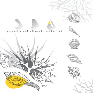 Seashells vector concept  set with coral on white background